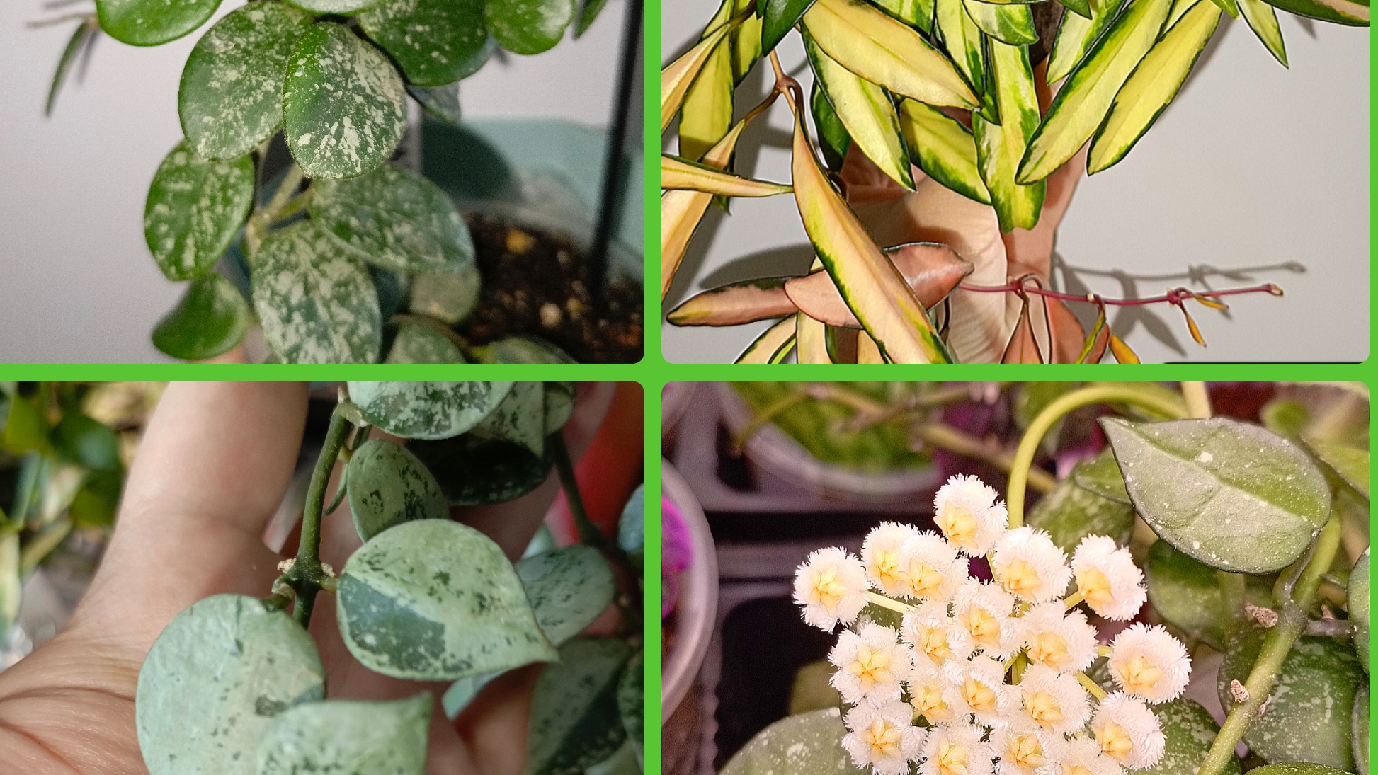 Сбежавшая хойя. Обзор хой и дисхидий на мудборде