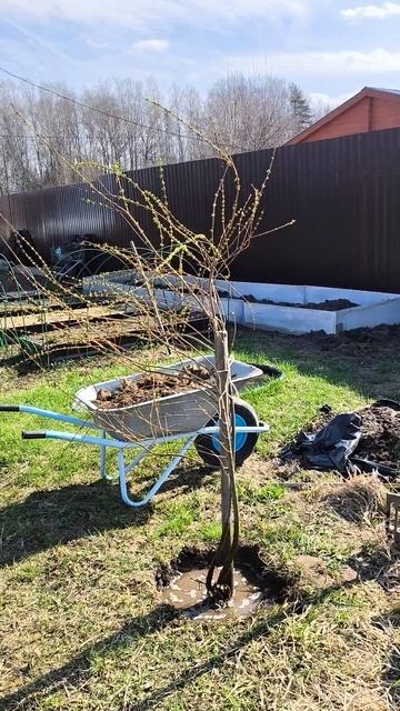 пересадила иву