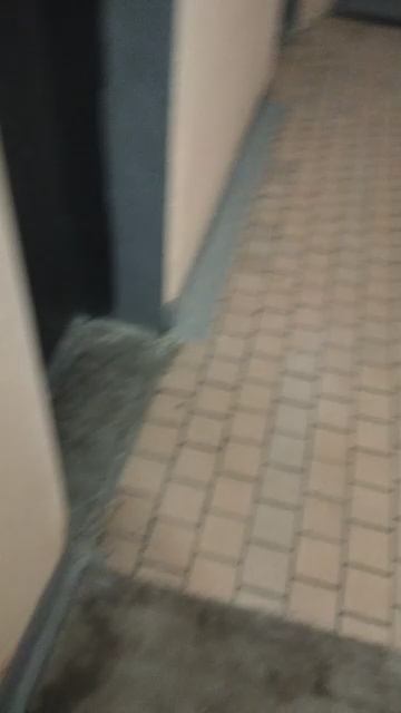 Мы идём гулять с собакой! | 17-апр-2026