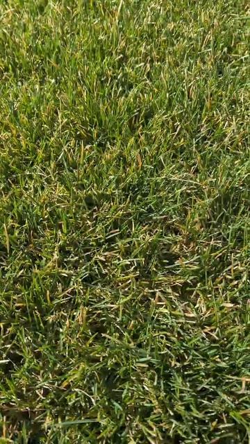 Эко Газон Производство рулонного газона СПб 2026г