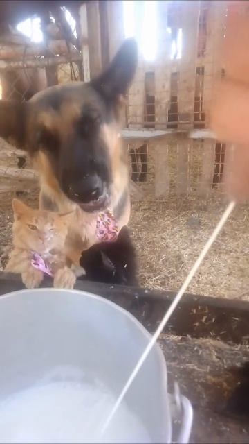 Всех напоили