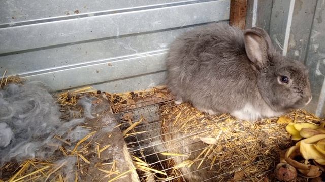 крольчиха родила 🥳 радуюсь рассказываю о том о чем 🐇🐓