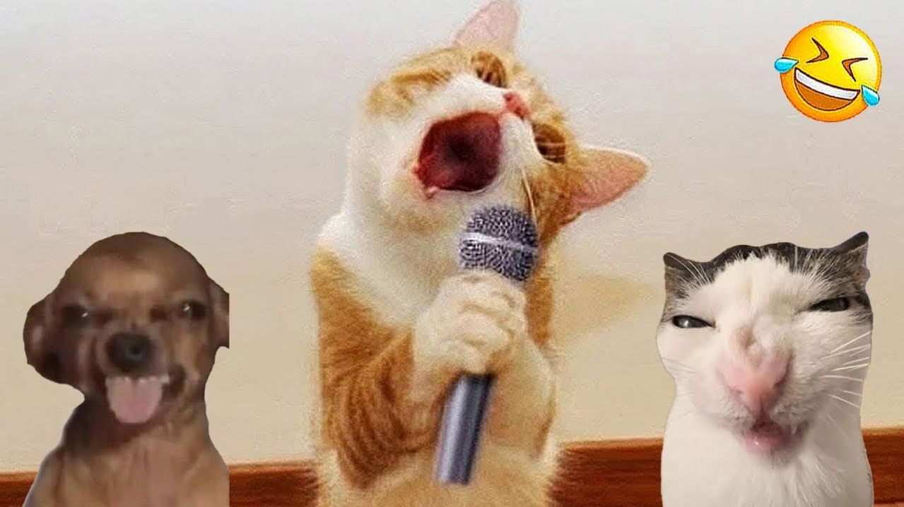 СМЕШНЫЕ КОТЫ | ЛУЧШИЕ ПРИКОЛЫ С КОТАМИ, КОШКИ, ЖИВОТНЫЕ, СМЕШНОЕ ВИДЕО