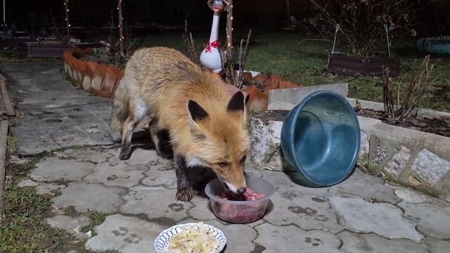 1257 Лиса приходит в гости. Апрель 2025