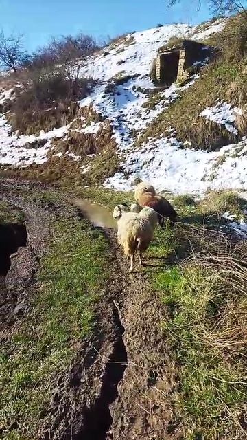 Дагестан 2026г