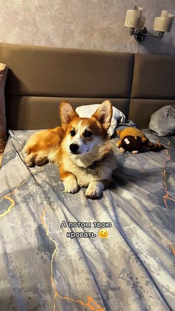 На кровать разрешаем редко, но иногда очень хочется его взять