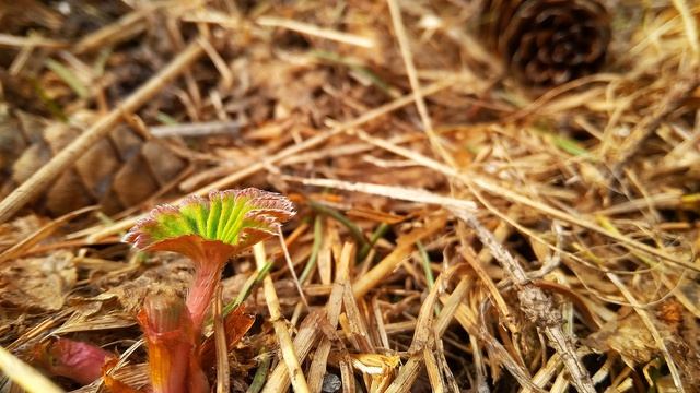 В. Шекспир.  Сонет 2.  Когда твоё чело избороздят...
