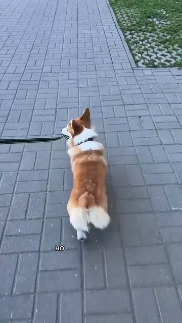 Подписка = ежедневная доза корги #корги #dogs #corgi #смешныеживотные #shorts #милота