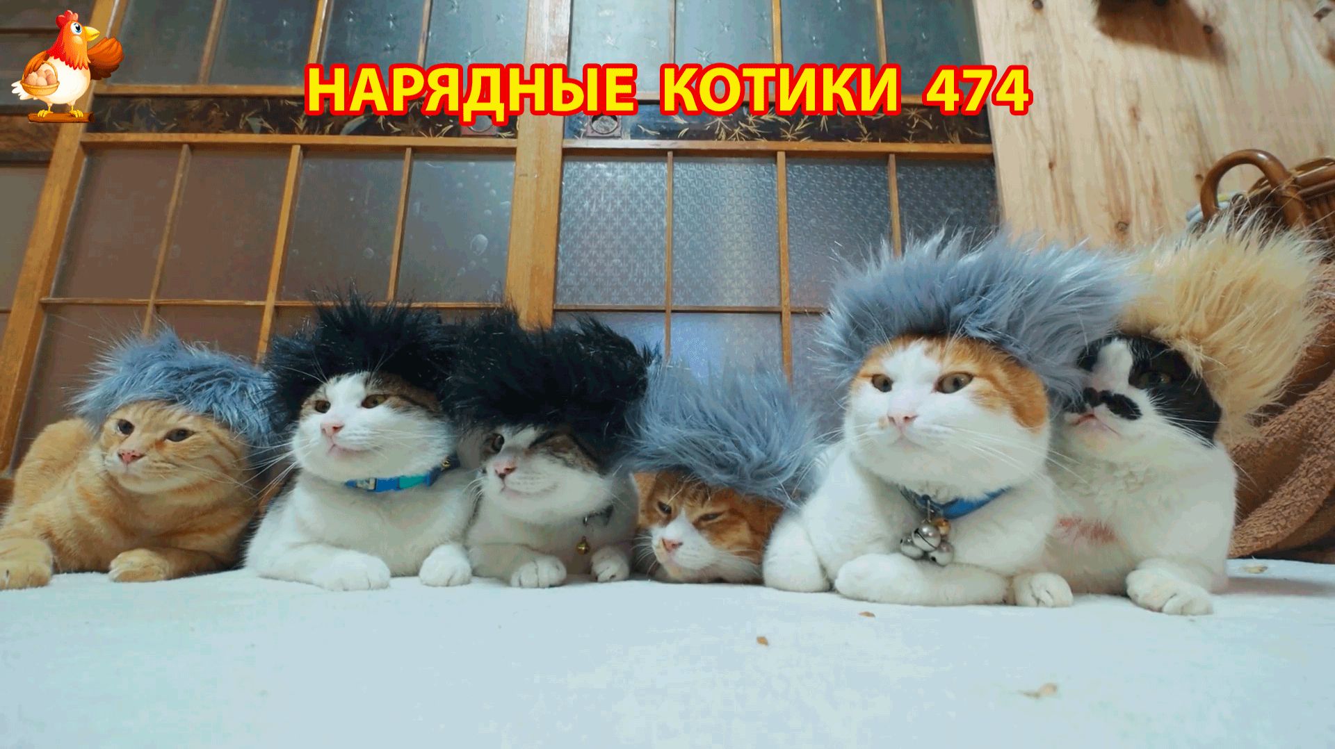 Нарядные Котики расслабляются на солнышке 🌞 🐈🐈🐈 (473)