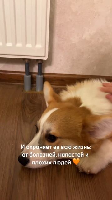 Поделитесь в комментариях, как ваш питомец защищает вас ☺️