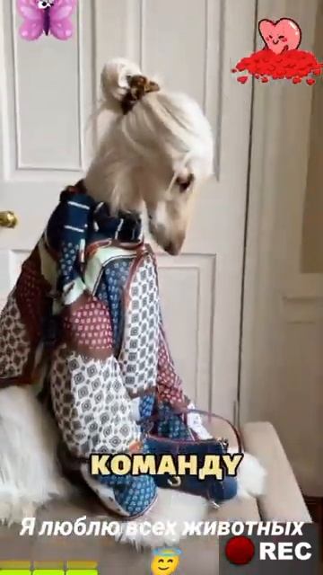 Животные-приколы и не только😉😅