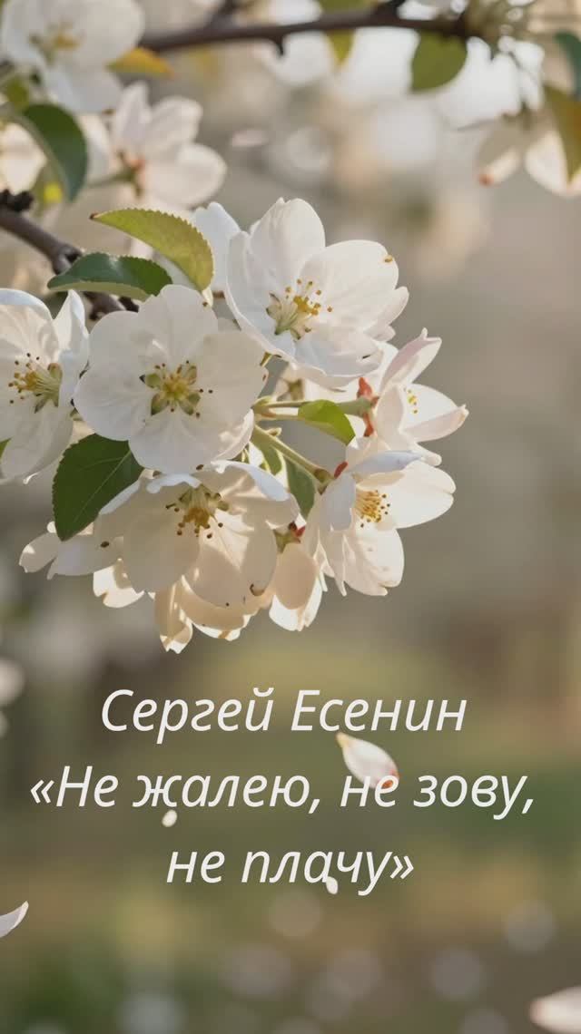 Сергей Есенин — «Не жалею, не зову, не плачу» Short