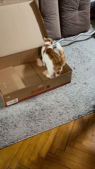 Выбрал коробку, а не домик 🫣🫠#кот #момент #питомец #забавно #врек #cat #kitty #like #fun #funny #sub