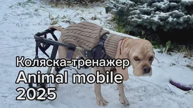 Коляска-тренажер для собак