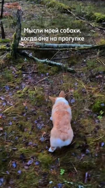 С возрастом коржик становится умнее. А как ваши пёсели?