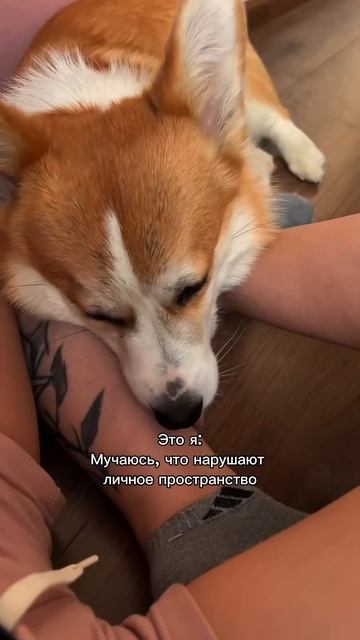 Любишь собак? Тебе точно к нам! #корги #dogs #corgi #милота #смешныеживотные #shorts #шортс