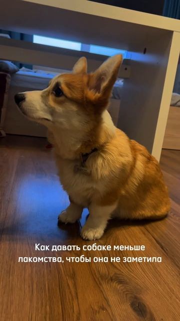 Для этого нужно каждый день … давать больше вкусняшек