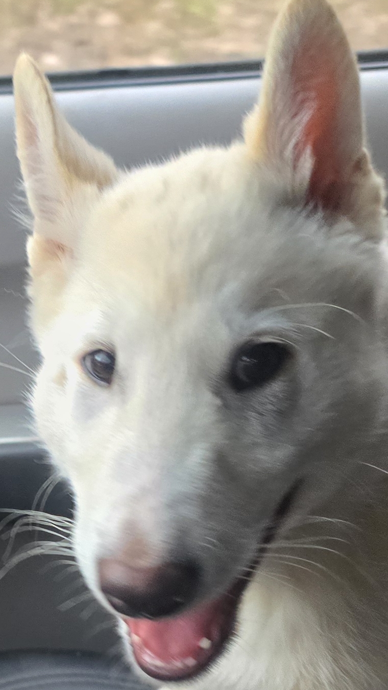 Два пассажира