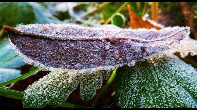 Г. Гейне. За столиком чайным в гостиной...