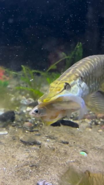 ХиХишник 😲