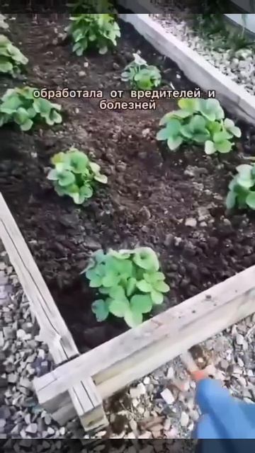 Делаю эти простые действия весной, чтобы получить шикарный урожай клубники летом