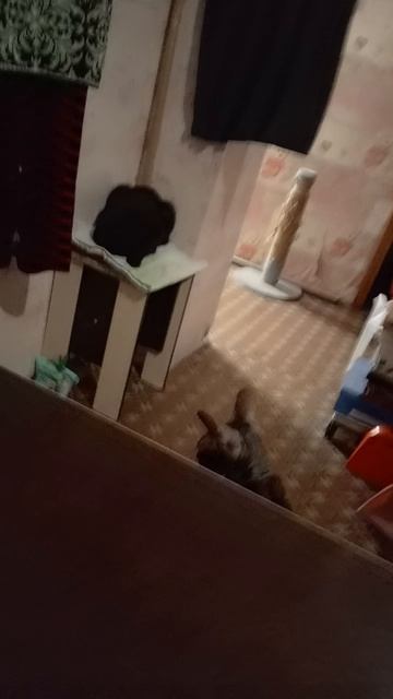 коты играют в гляделки