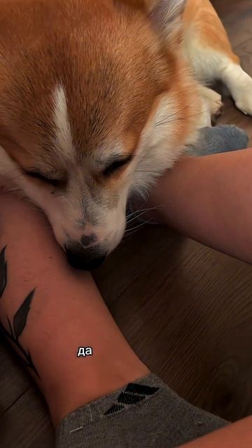 Поделись с тем, кто понимает, что такое “свой пёс” #корги #смешныеживотные #corgi #поведение #shorts