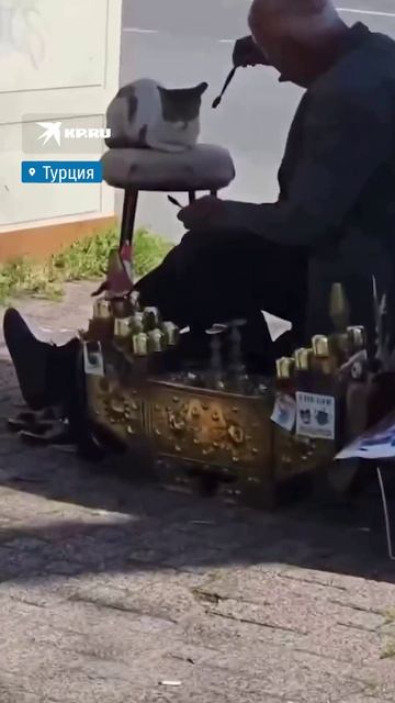 Лучший друг уличных кошек