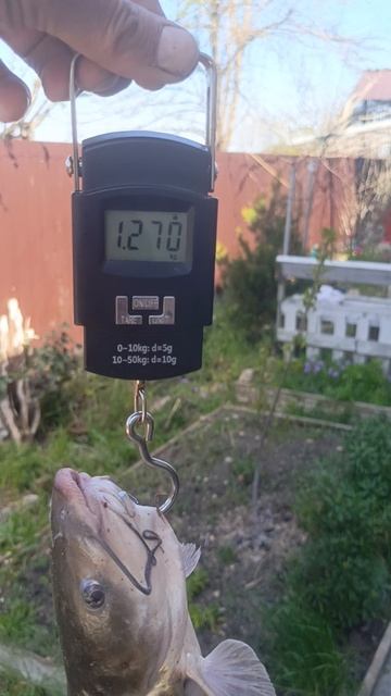 вес рыбы