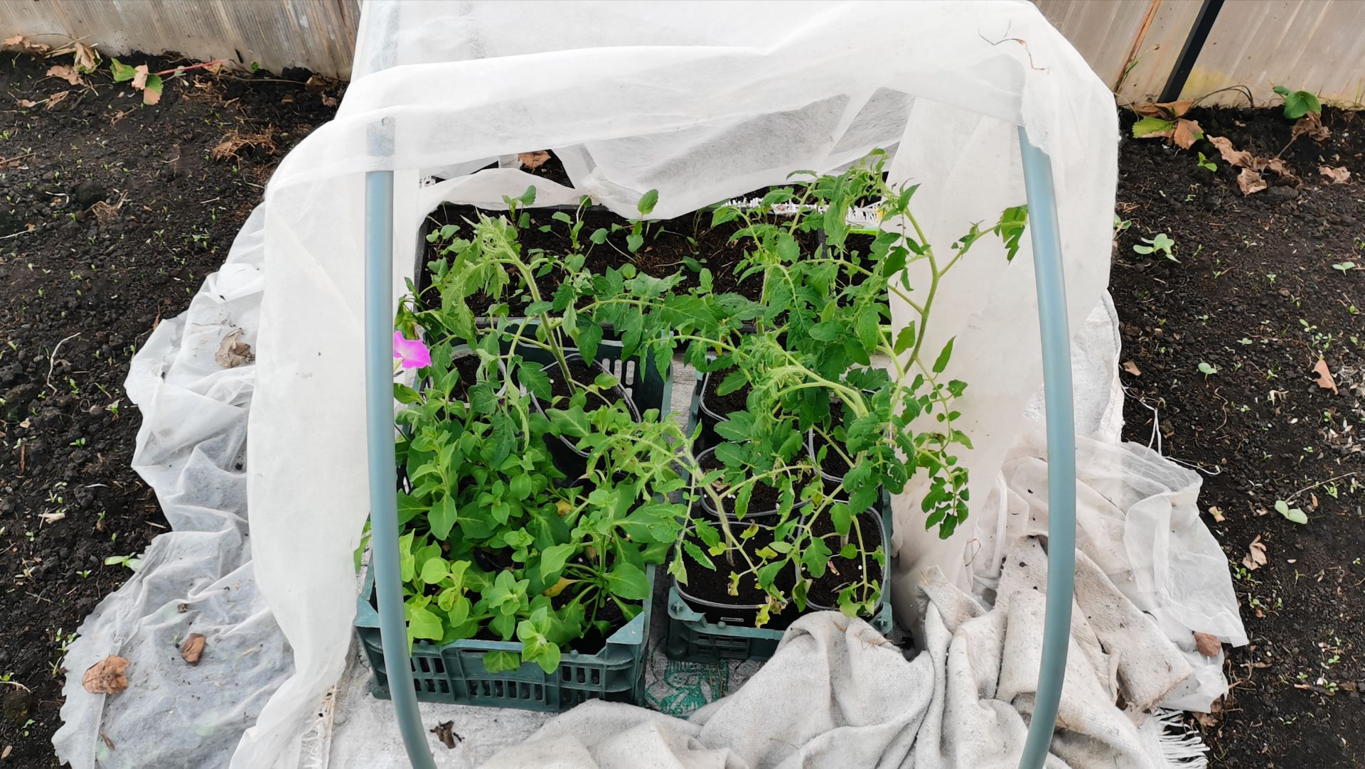 Томатам уже плохо 17 апреля опять сильный мороз! Спасаю посевы в теплице.