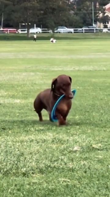 Весёлые 🐕 Подписываемся 😉