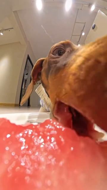 Поедание арбуза