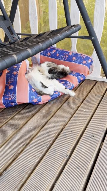 Важные дела кота на даче