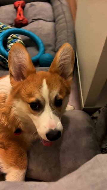 Без коржика день не день — подпишись #корги #corgi #смешныеживотные #tiktok #shorts #шортс