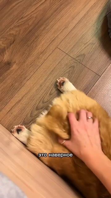 У тебя тоже такой дома? Напиши имя в комментах #собака #corgishorts #tiktok #смешныевидео #corgidog