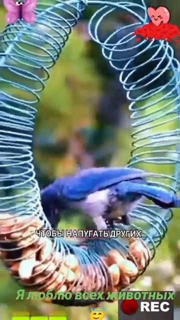 Животные-приколы и не только😉😅