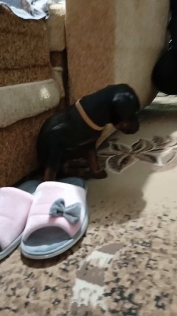 Пополнение в семье! 😇