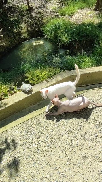 VID_20260417_130118.mp4