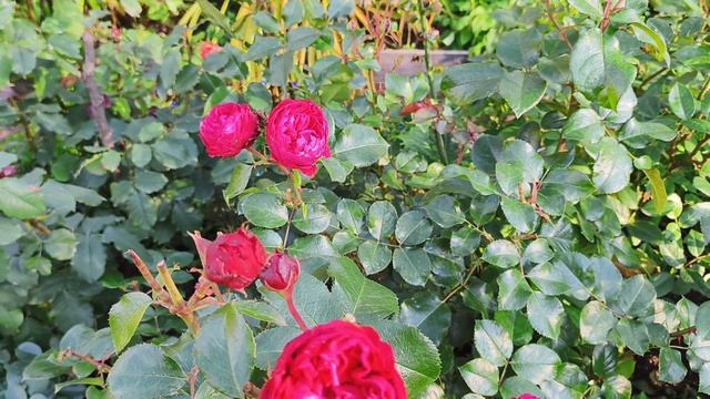 Осеннее цветение роз 2025год. 23 сентября