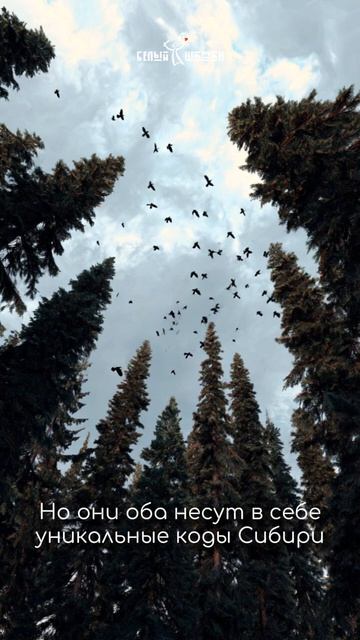 Настоящий Шаманчик