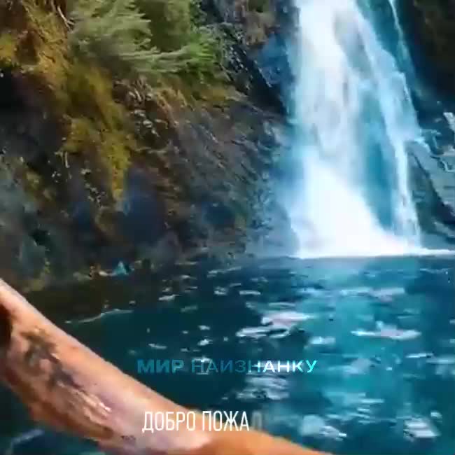 #животные #видео #Милые