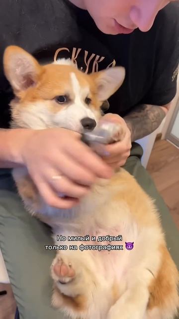 В блоге про жизнь с Коржом