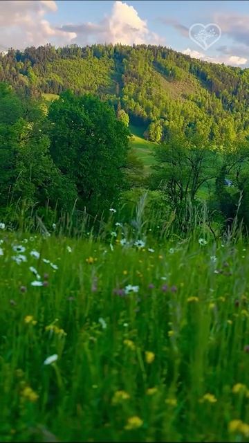 Швейцария 🇨🇭❤️ Бюргеншток 🌿🌸🏔️