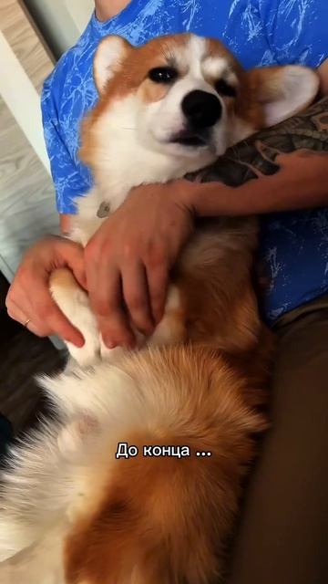 Если понравилось видео, подпишись! Тут Корж каждый день