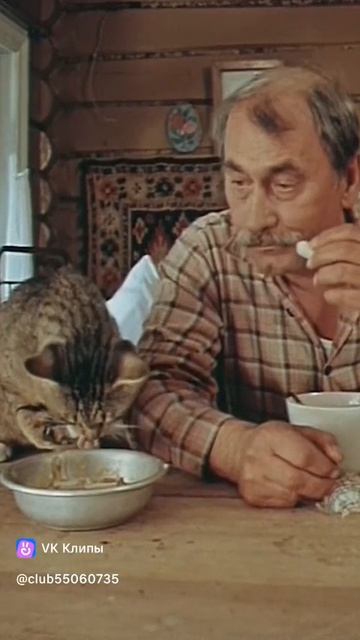 шутка про кота