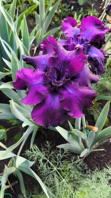 ФЛАТ РЭЙТ / FLAT RATE (Д. Гио, 1993)