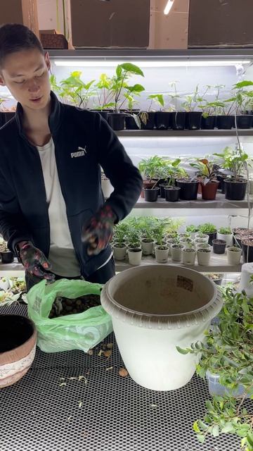 Восстанавливаем фикус с мусорки