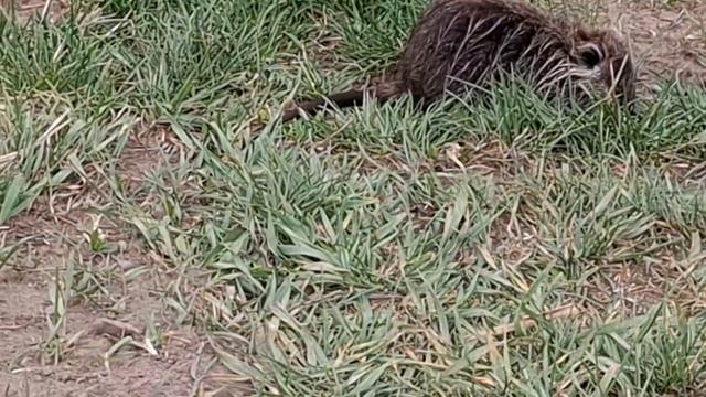 ПРОГУЛКА С ВИШЕНКОЙ. ОЛЬГА ВИШЕНКА НА ТОРТЕ.