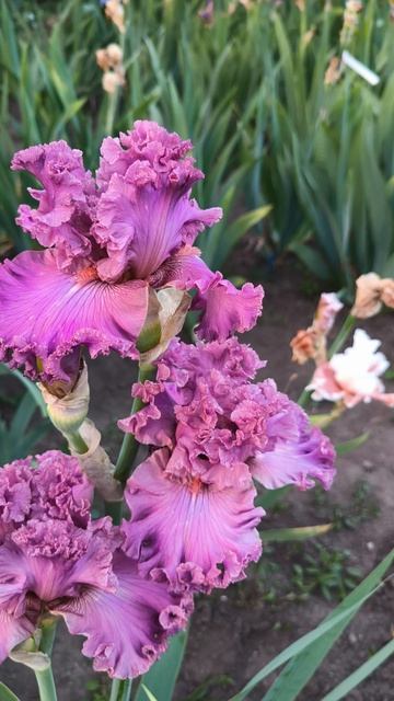 ОН ЗЭ ФРИНДЖ / ON THE FRINGE (T. Джонсон, 2023)