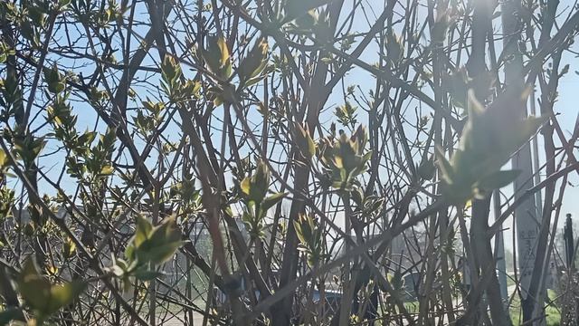 ПРОХЛАДНОЕ УТРО